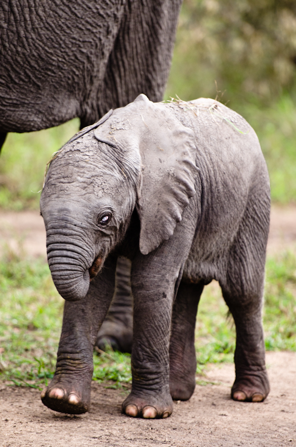 baby elephant