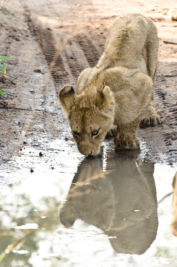 lion cub at Sabi Sabi
