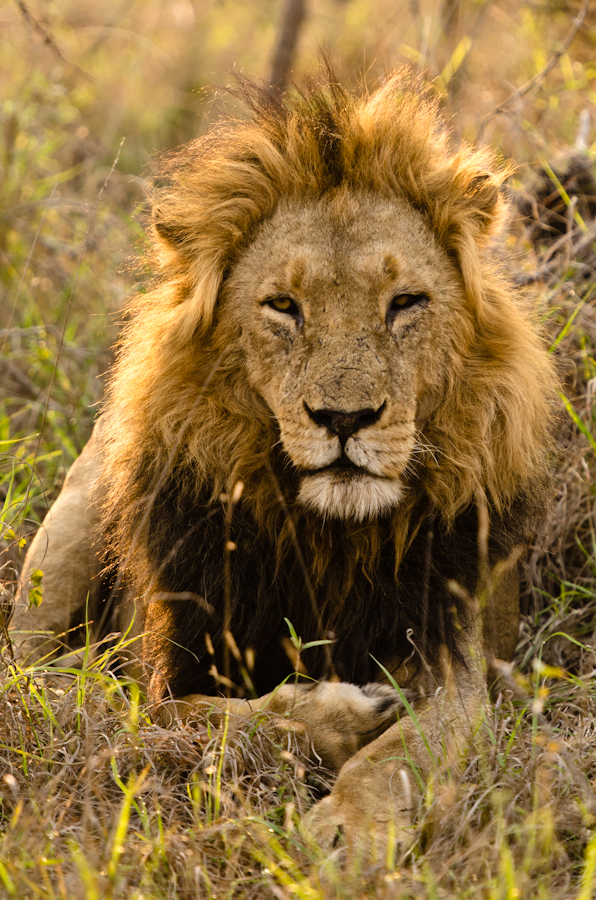 kruger male at sabi sabi