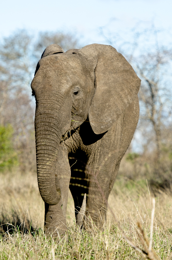 elephant at sabi sabi