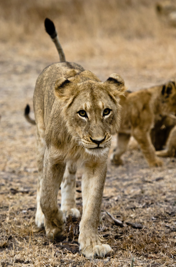 southern pride lions at sabi Sabi