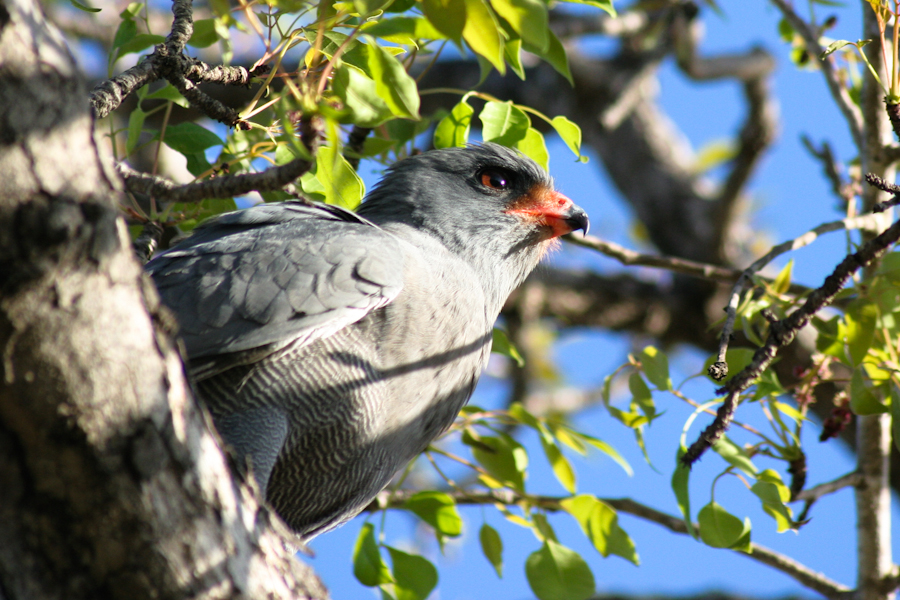 Dark Chanting Goshawk 2 Dark Chanting Goshawk 2