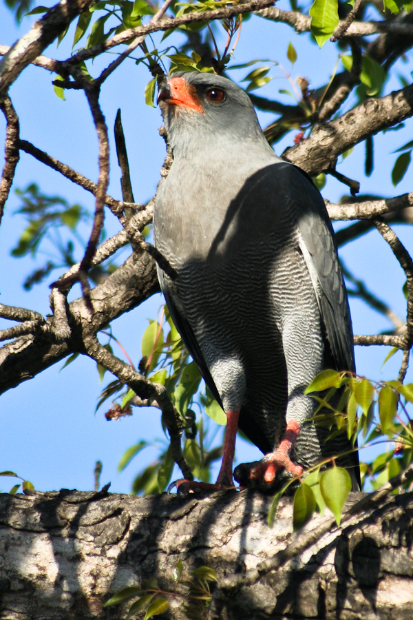 Dark Chanting Goshawk 3 Dark Chanting Goshawk 3