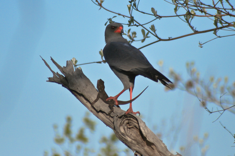 Dark Chanting Goshawk Dark Chanting Goshawk