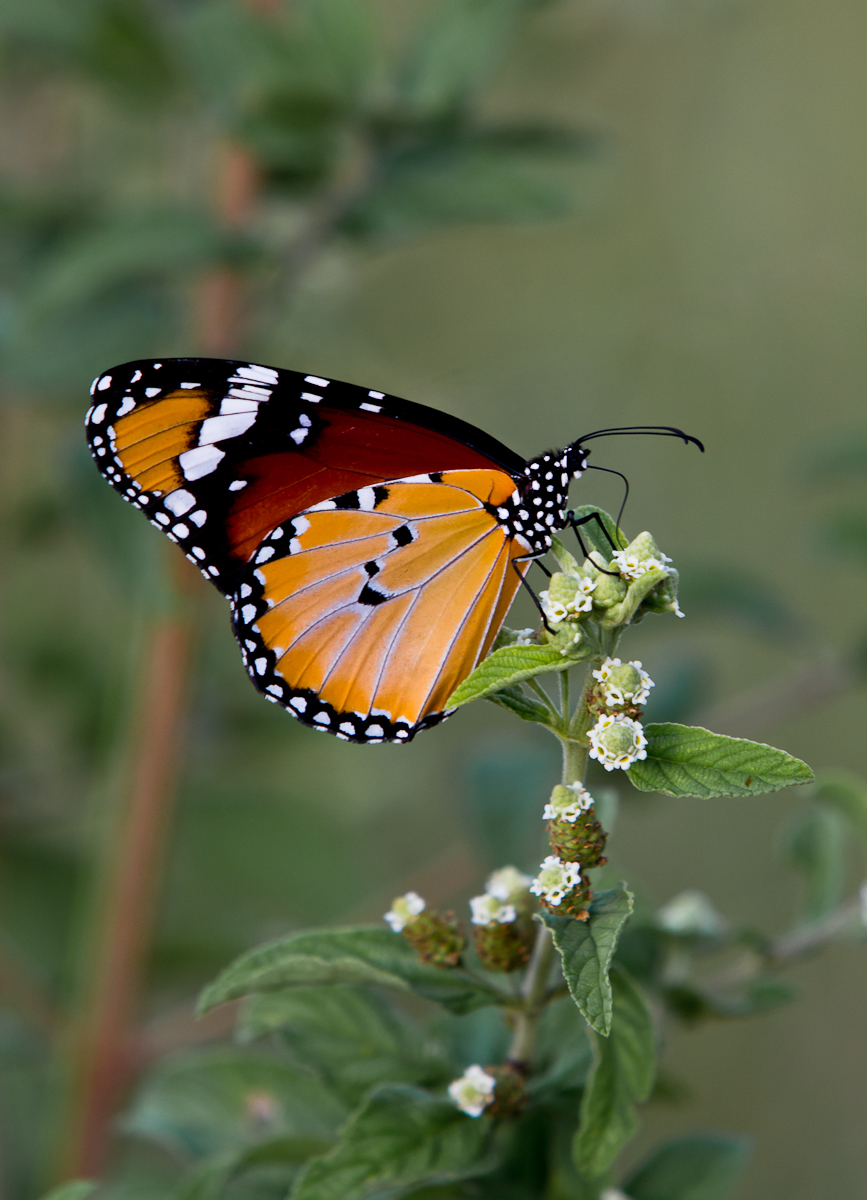 Female Monarch Female Monarch