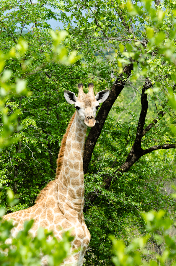 Giraffe
