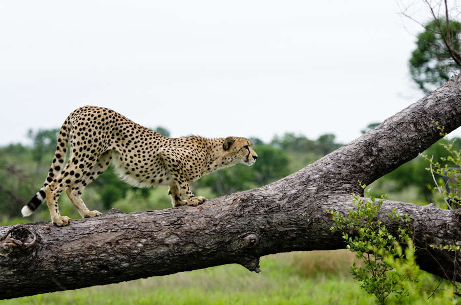 Cheetah 4 Cheetah 4