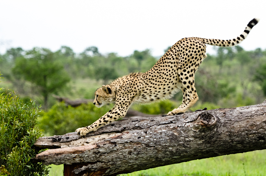 Cheetah 5 Cheetah 5
