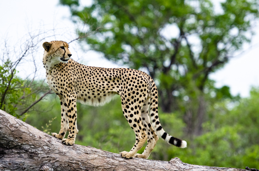 Cheetah 6 Cheetah 6