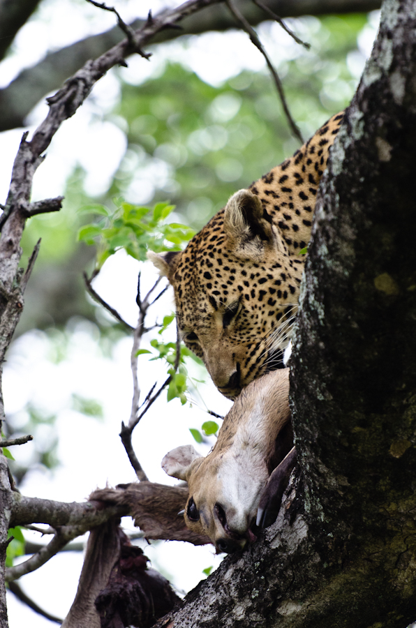 Leopard 5 Leopard 5