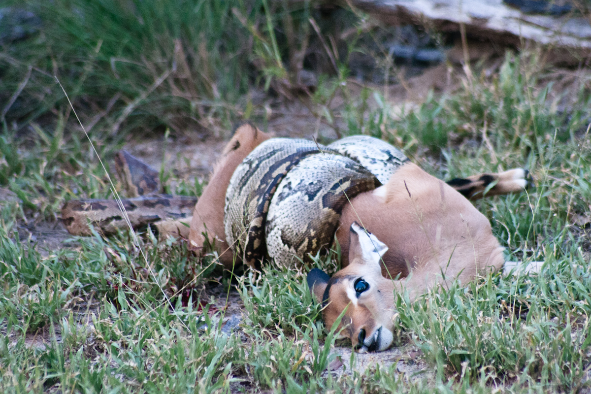 Python Python