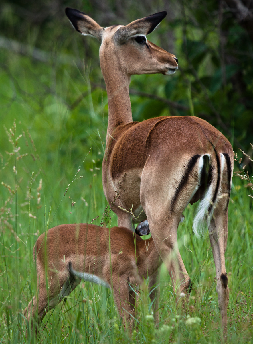 Impala Impala