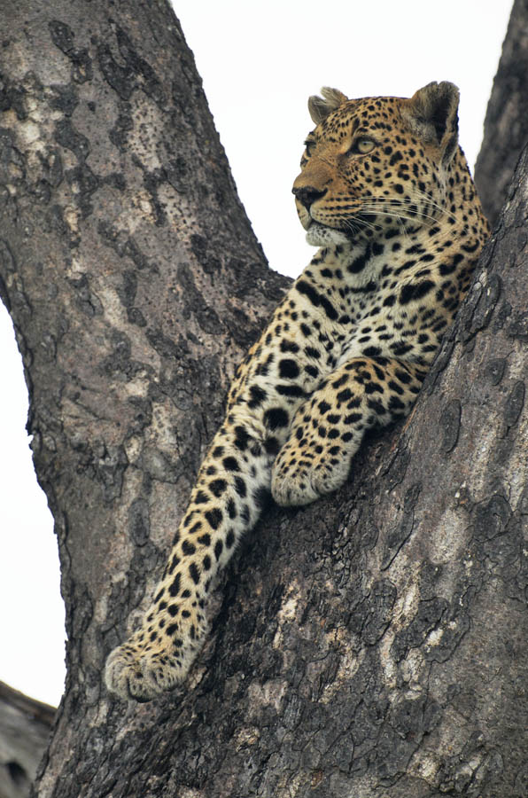 nottins in a tree