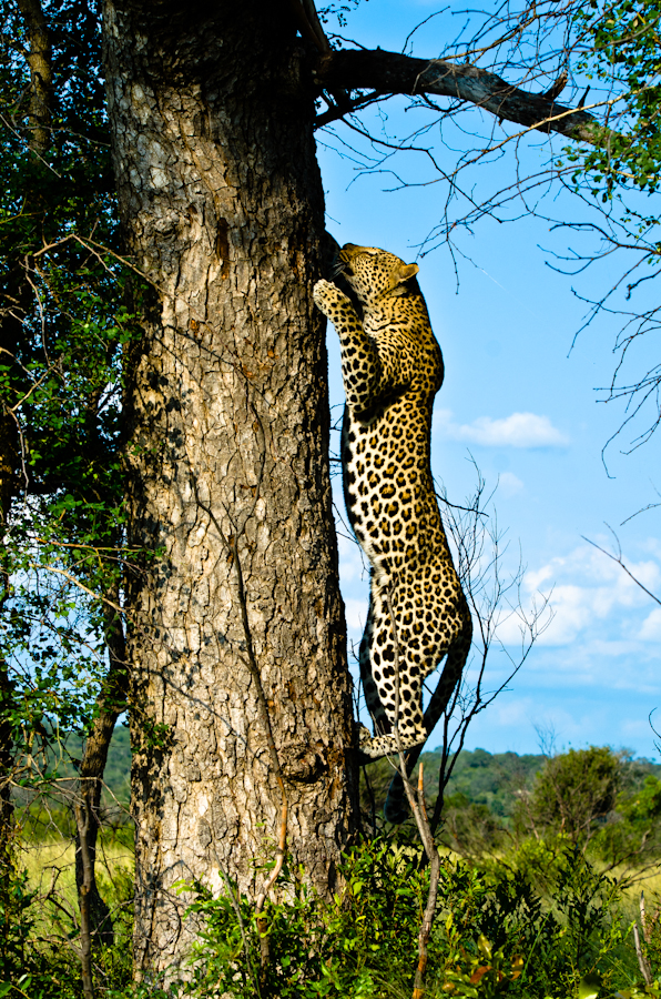 leopard
