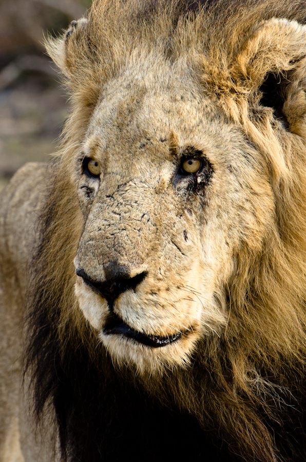 lion