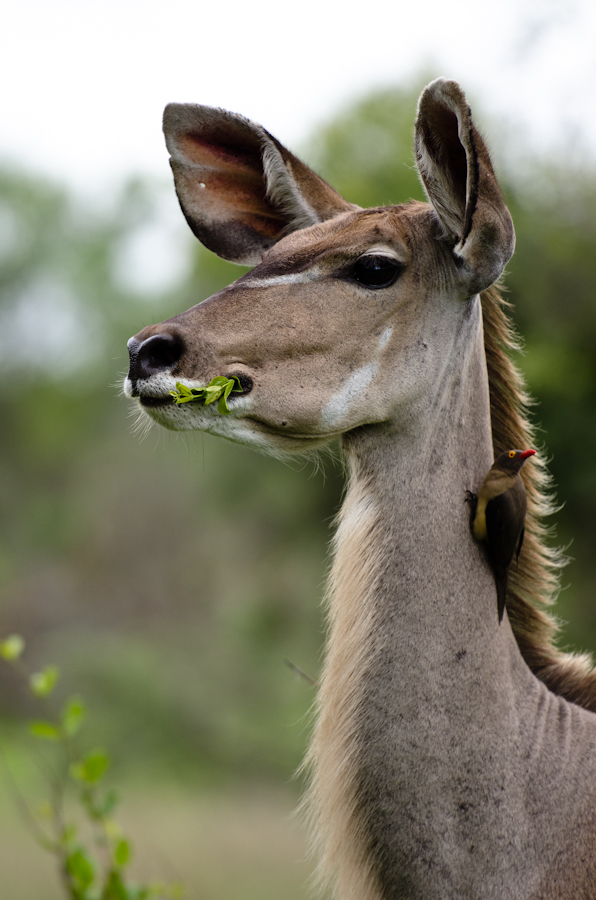 kudu