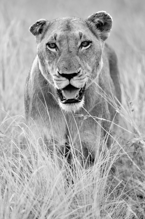 lioness at sabi sabi