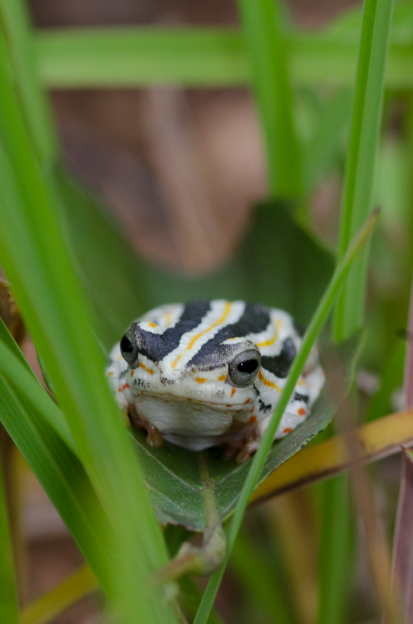 frog