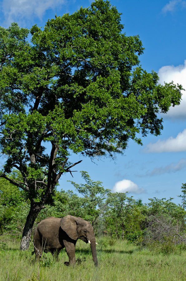 elephant while on safari at sabi sabi