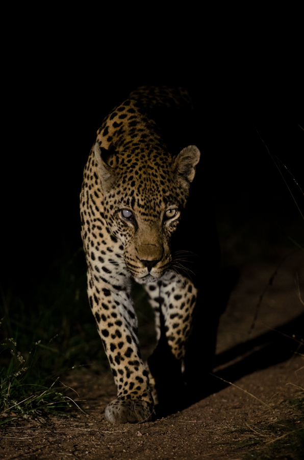 leopard at night