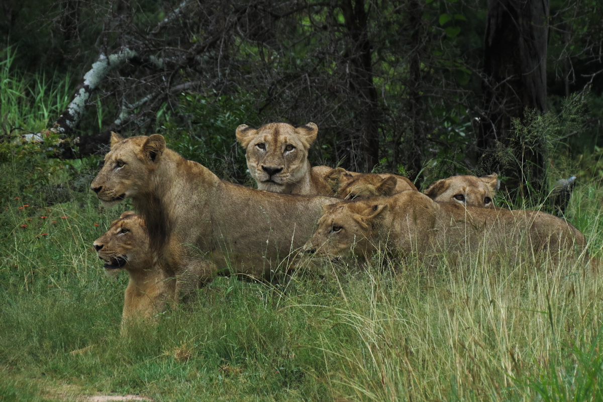 Battle At Sabi Sabi Battle At Sabi Sabi