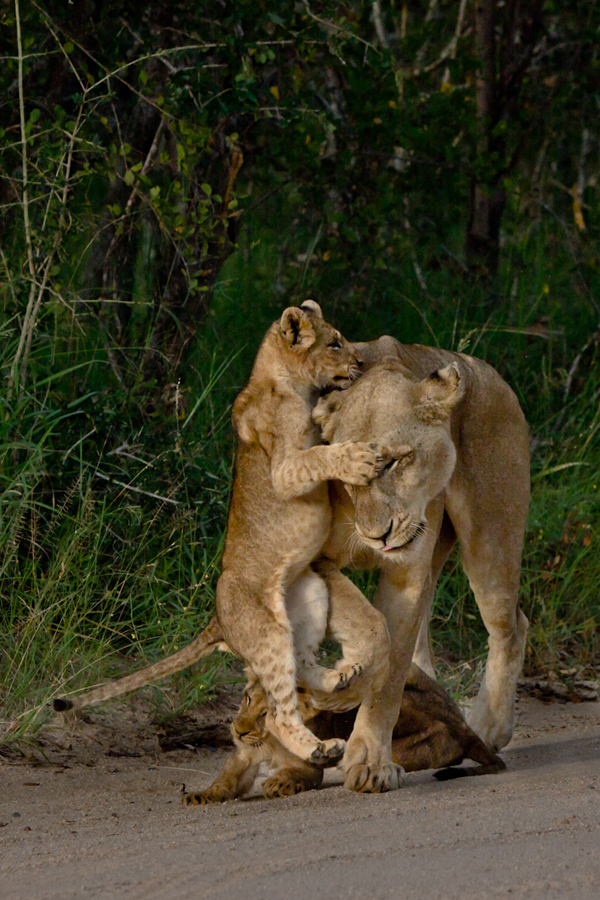 lioness with cubs at sabi sabi luxury safari lodges