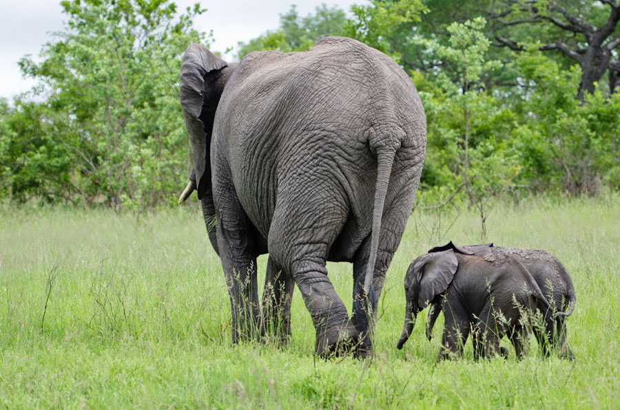 Elephant Twins 1 0 Elephant Twins 1 0