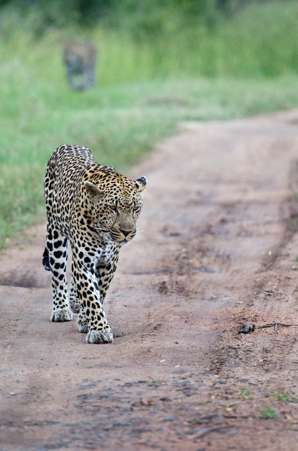 leopard at sabi sabi while on safari