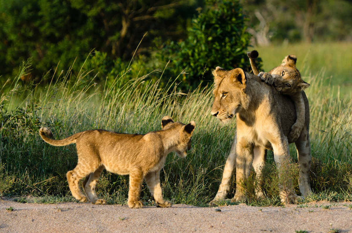Southern Pride 5 Southern Pride 5