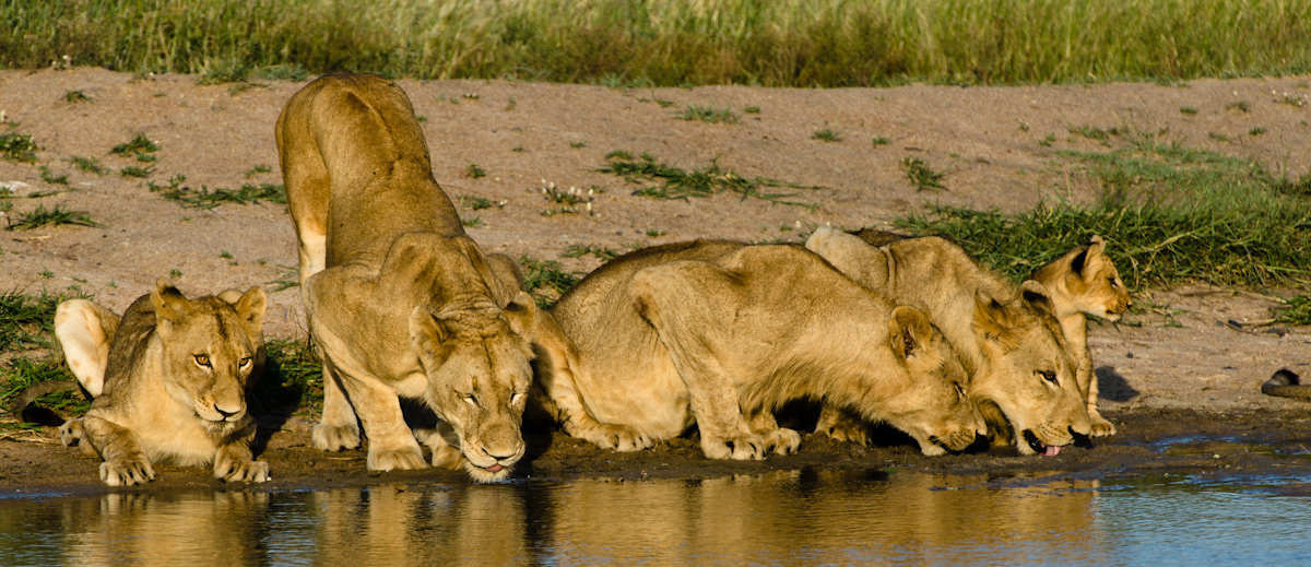 Southern Pride Southern Pride