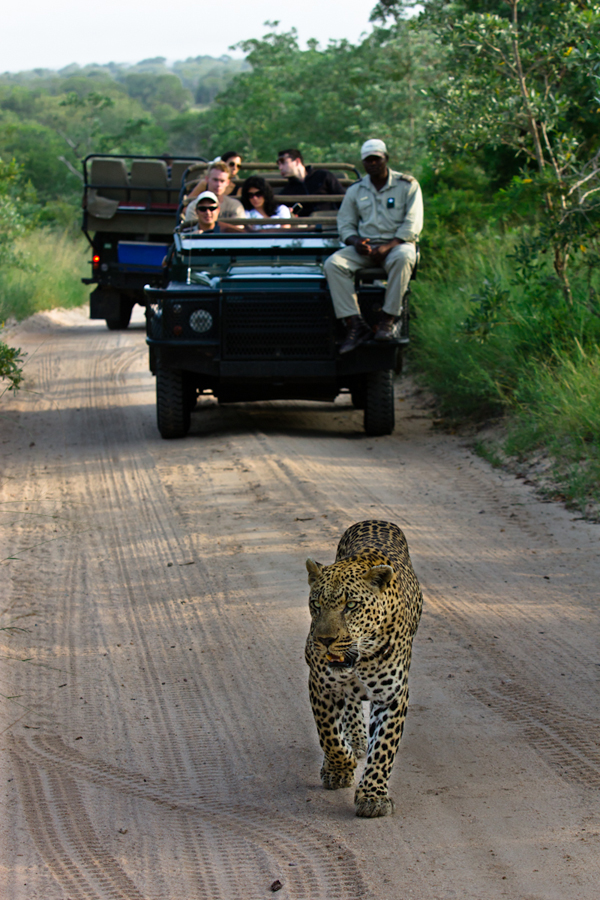 leopard walking in the road at Sabi Sabi Private game Reserve