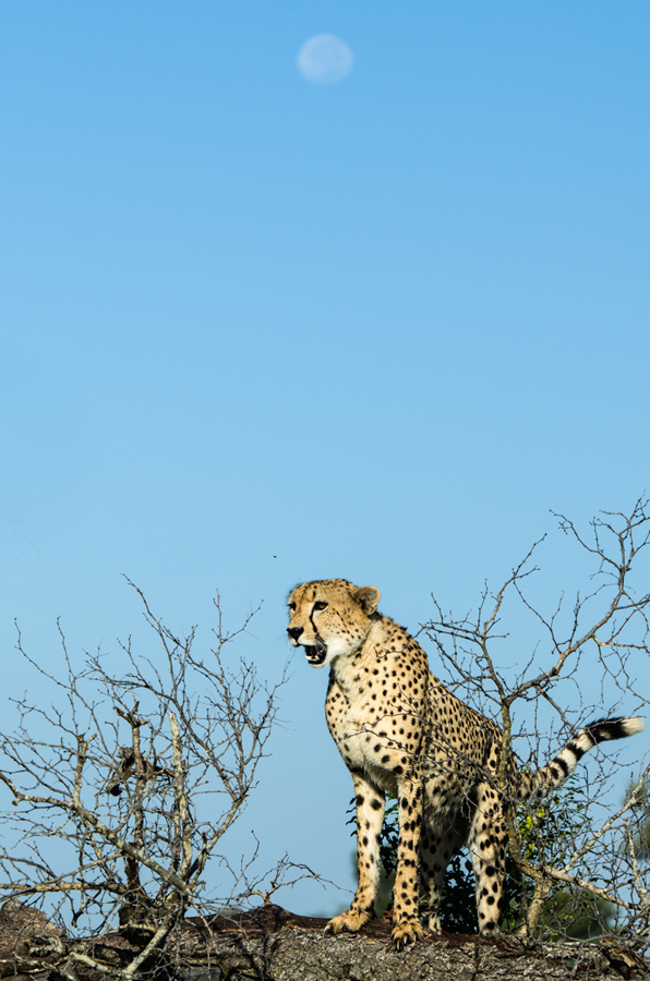 cheetah at sabi sabi luxury safari lodges while on safari