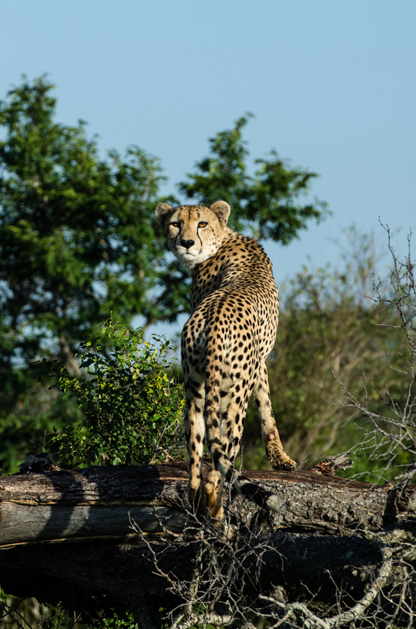 cheetah at sabi sabi private game reserve while on safari