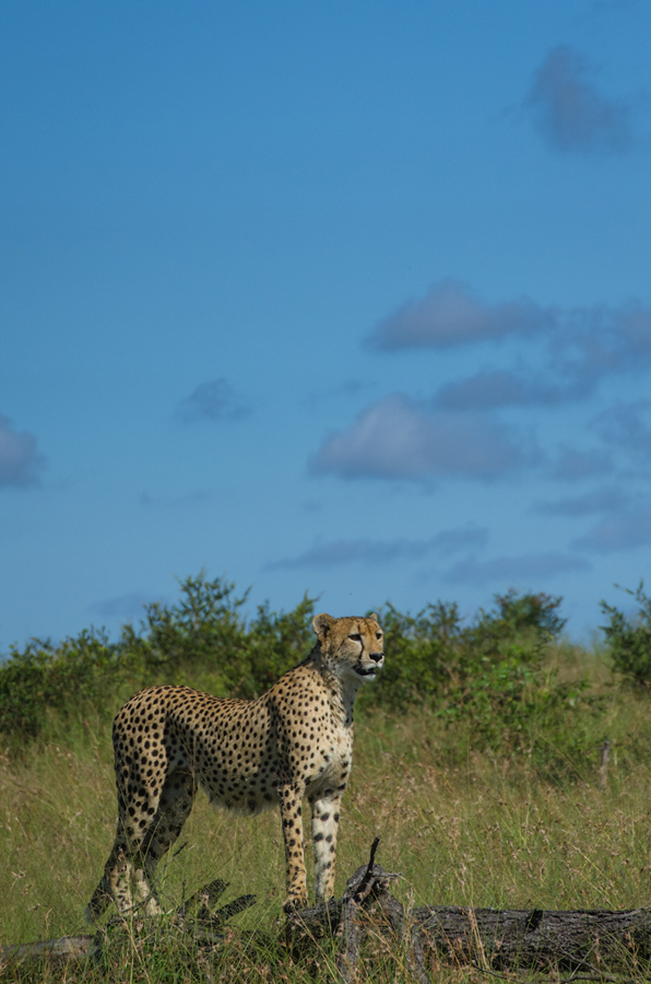 cheetah at sabi sabi private game reserve while on safari