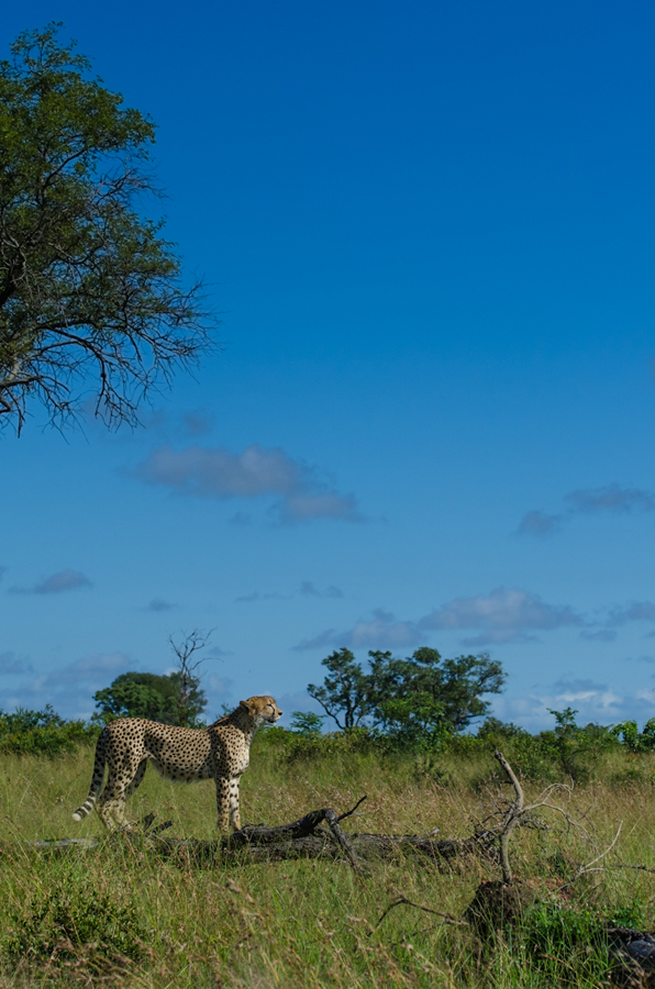 cheetah at sabi sabi luxury safari lodges while on safari