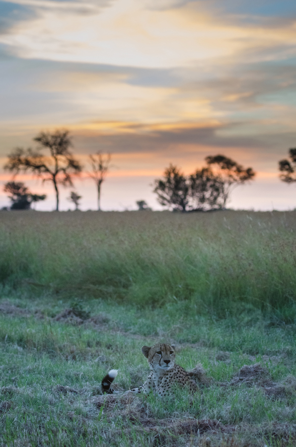 cheetah at sabi sabi private game reserve while on safari