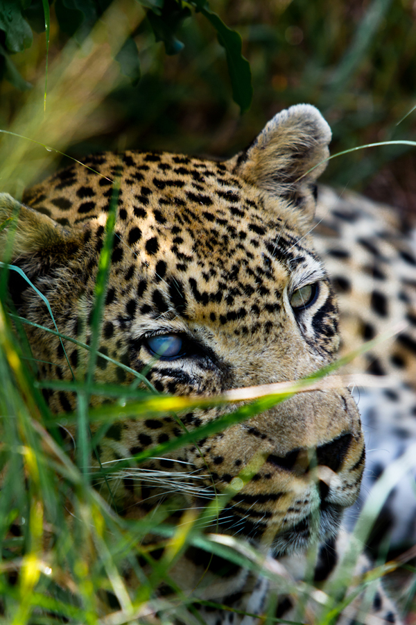 leopard at Sabi Sabi Private Game Reserve while on safari