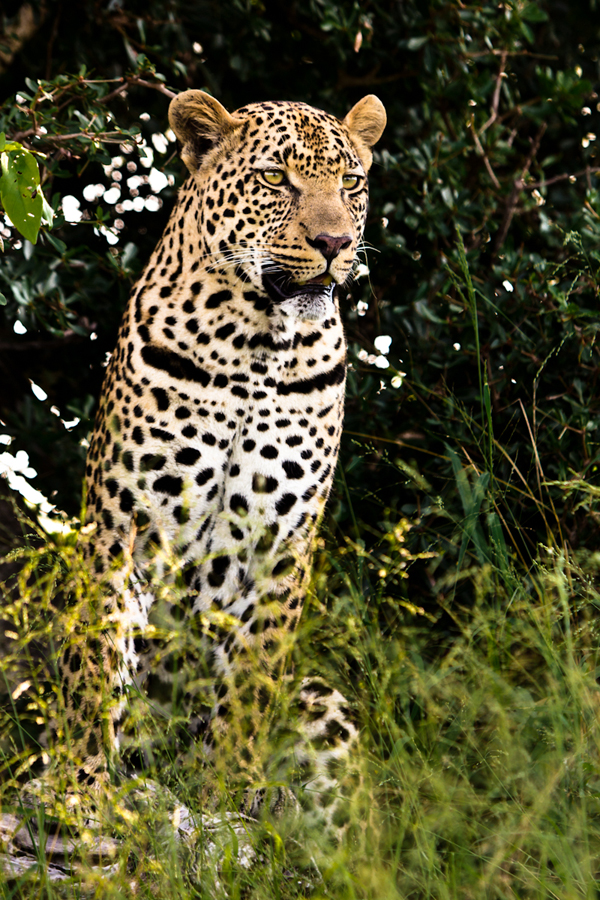 leopard at Sabi Sabi Private Game Reserve while on safari