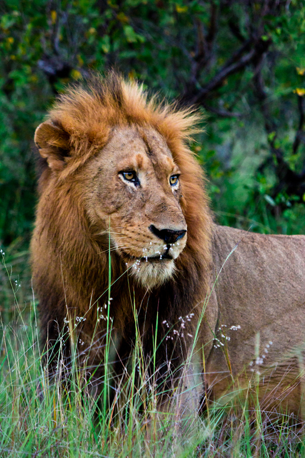 male lion at sabi sabi luxury safari lodges