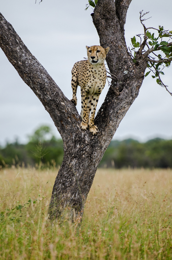 cheetah in a tree while on safari at Sabi Sabi luxury safari lodges