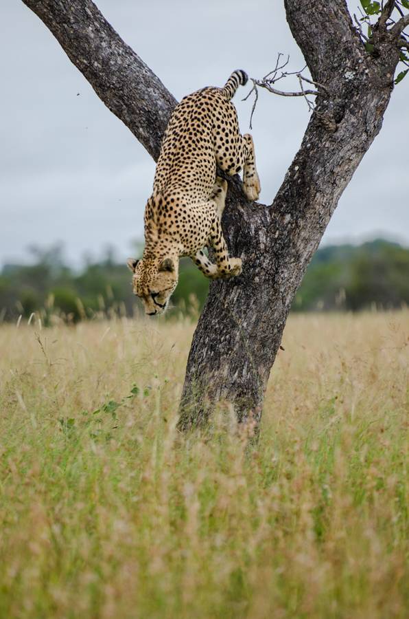 cheetah in a tree while on safari at Sabi Sabi luxury safari lodges