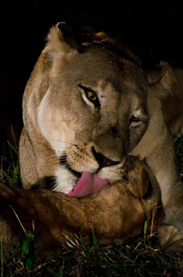 Grooming 4 Grooming 4