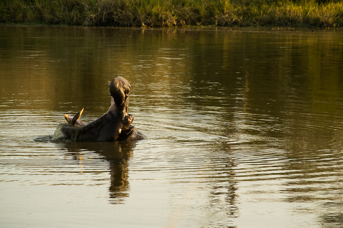 Hippo Hippo