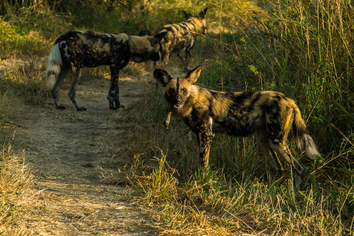 Wild Dog 2 9 Wild Dog 2 9