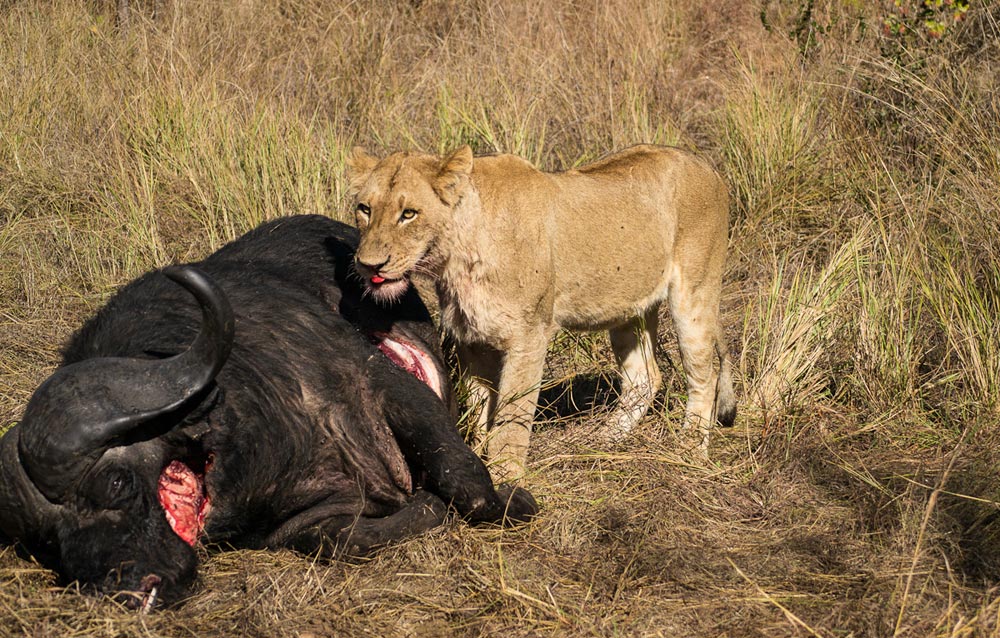 Buffalo 3 Buffalo 3