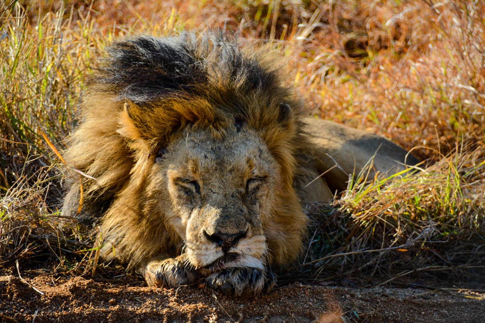 KNP After Fight With Solo 1 Of 1 2 KNP After Fight With Solo 1 Of 1 2
