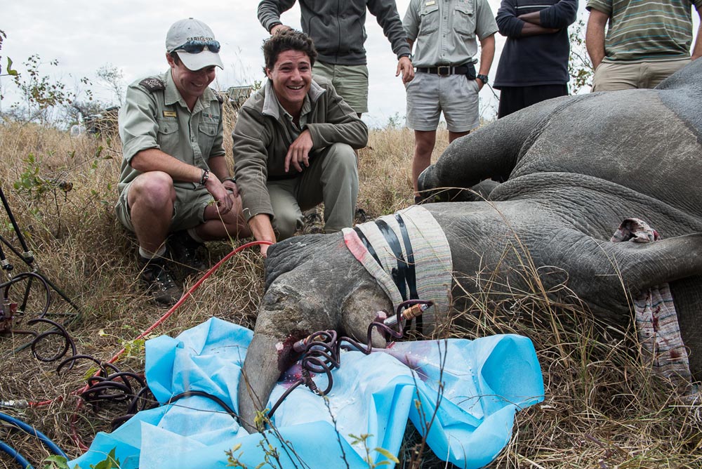 Rhino Horn Treatment 8 Rhino Horn Treatment 8