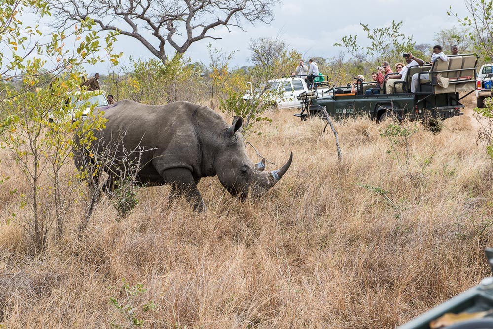 Rhino Horn Treatment 9 Rhino Horn Treatment 9