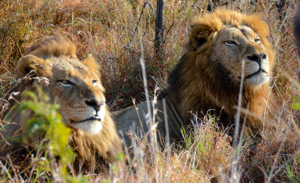 Solo And Eyrefiled Watch Knp Male 1 Of 1 2 Solo And Eyrefiled Watch Knp Male 1 Of 1 2
