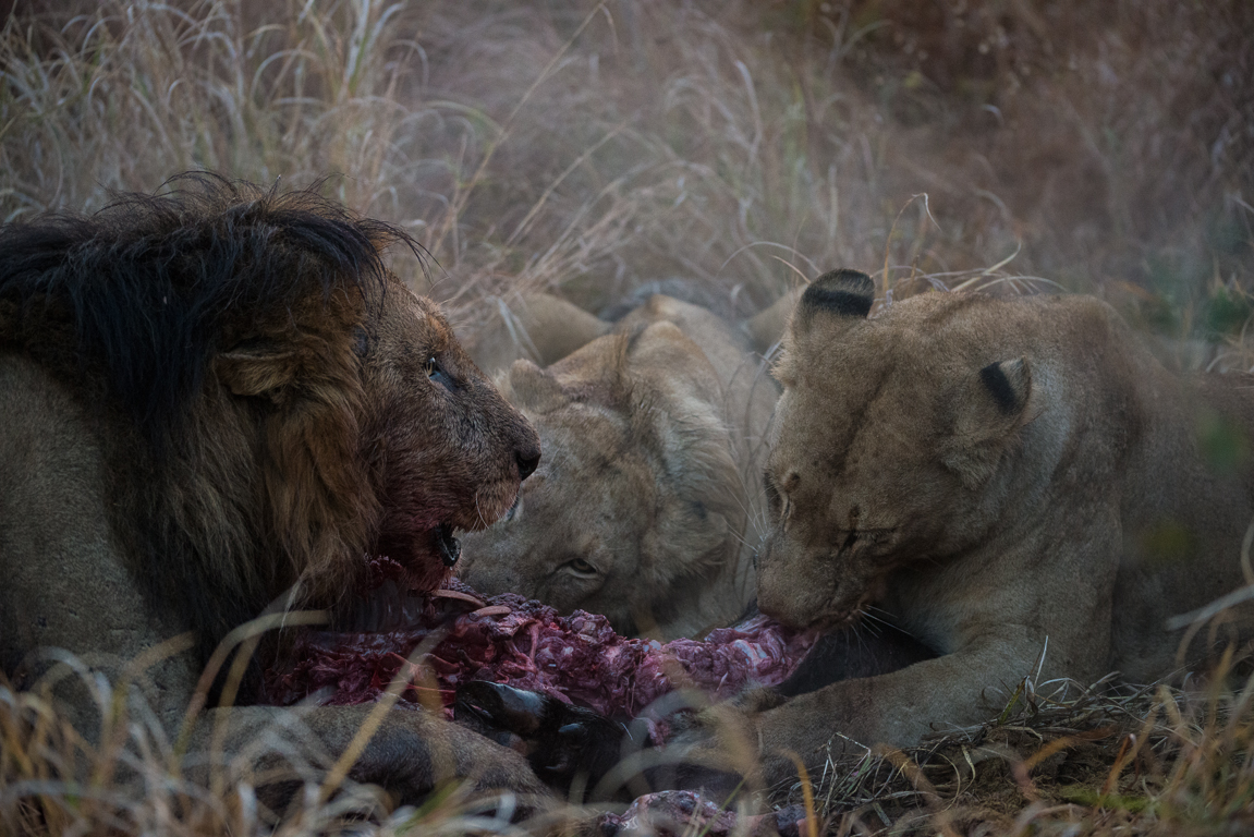 Southern Pride Feast Southern Pride Feast